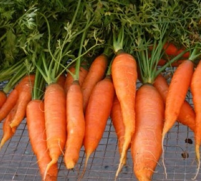 Морковная диета: худеем вкусно и быстро, Диеты